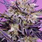 Sweet Seeds-Pink Guava F1 Fast Version®