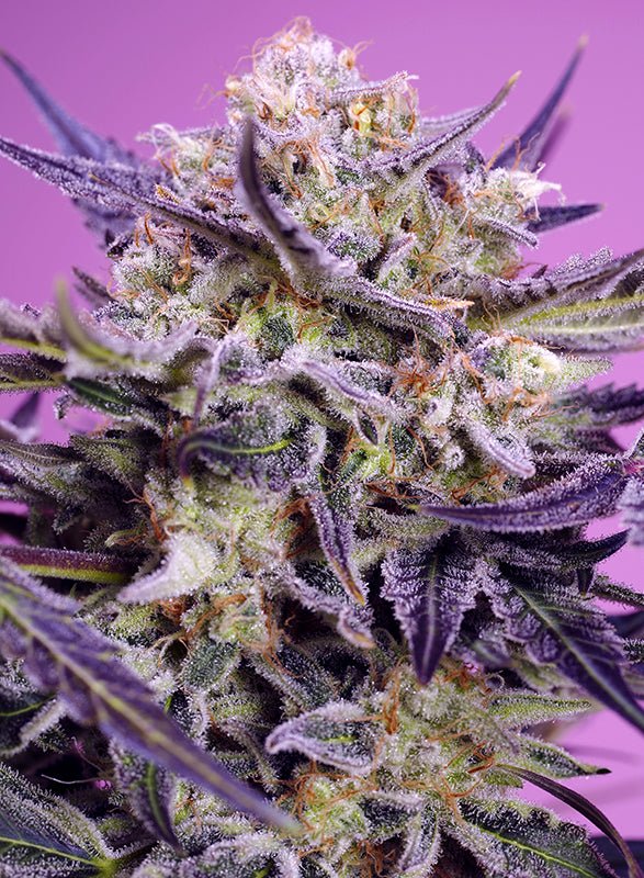 Sweet Seeds-Pink Guava F1 Fast Version®
