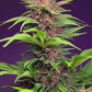 Sweet Seeds-Red Mimosa XL Auto