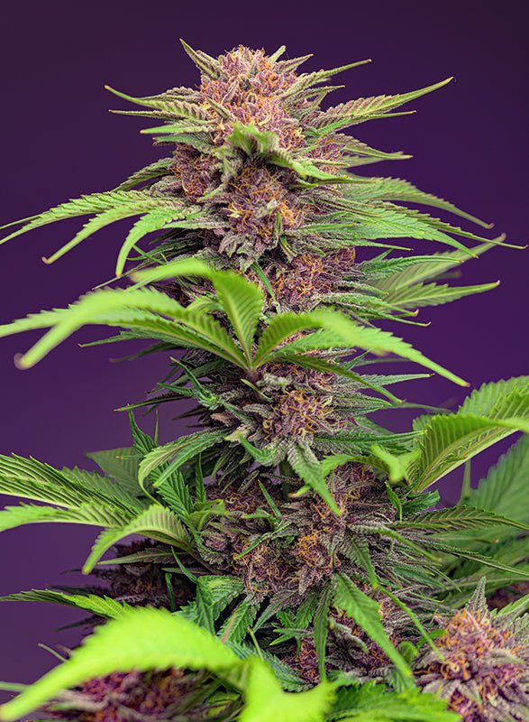 Sweet Seeds-Red Mimosa XL Auto