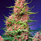 Sweet Seeds-Strawberry Cola Sherbet F1 Fast Version