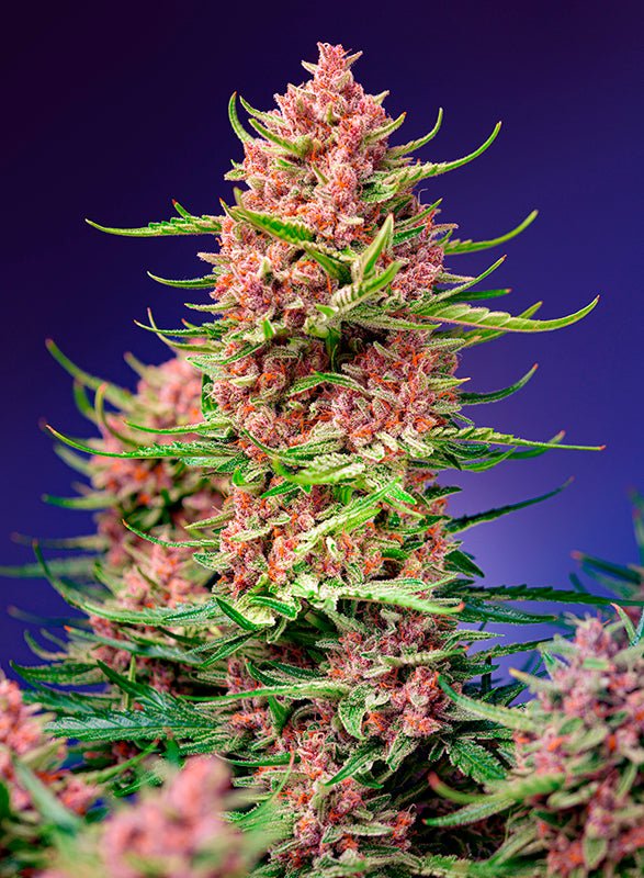 Sweet Seeds-Strawberry Cola Sherbet F1 Fast Version