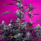 Sweet Seeds-Studio 54 Stardust Auto®