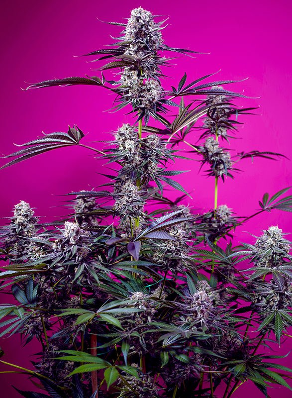 Sweet Seeds-Studio 54 Stardust Auto®