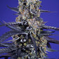 Sweet Seeds-Super Boof XL Auto®