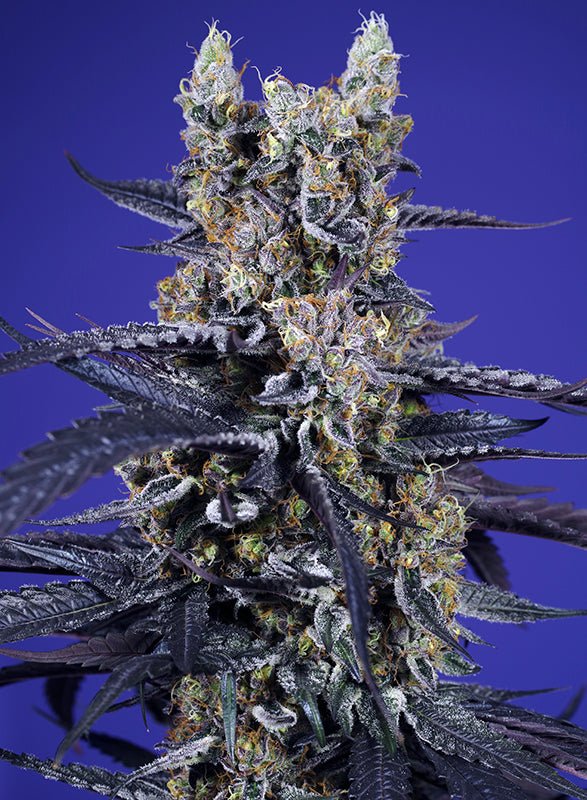 Sweet Seeds-Super Boof XL Auto®