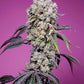 Sweet Seeds-Sweet Mandarine Zkittlez F1 Fast Version®