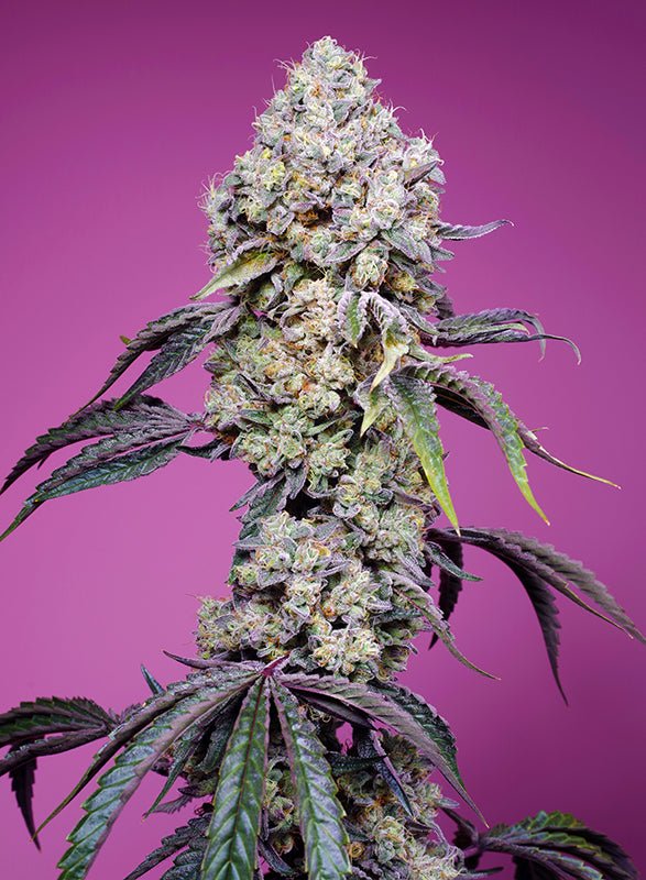 Sweet Seeds-Sweet Mandarine Zkittlez F1 Fast Version®