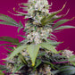 Sweet Seeds-Sweet Mandarine Zkittlez XL Auto