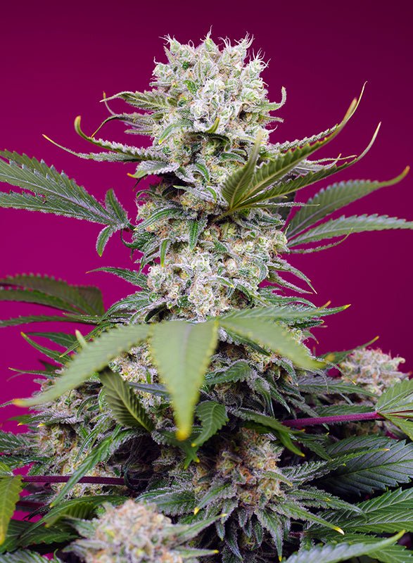 Sweet Seeds-Sweet Mandarine Zkittlez XL Auto