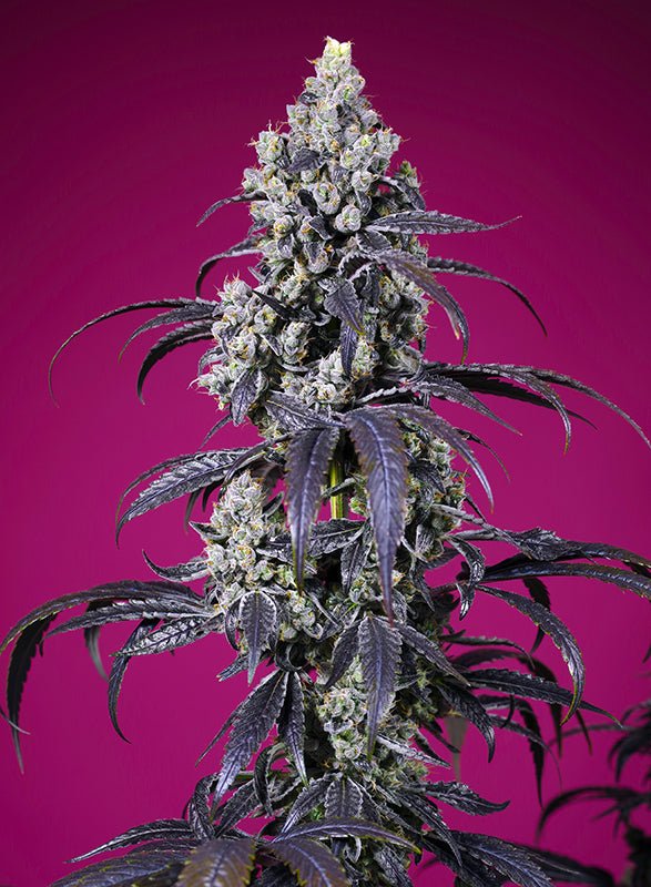 Sweet Seeds-Tropicanna Cherry XL Auto