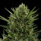 Sweet Skunk Auto - Cannaseuse - Curated Genetics - Royal Queen Seeds