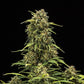 Sweet Skunk Auto - Cannaseuse - Curated Genetics - Royal Queen Seeds