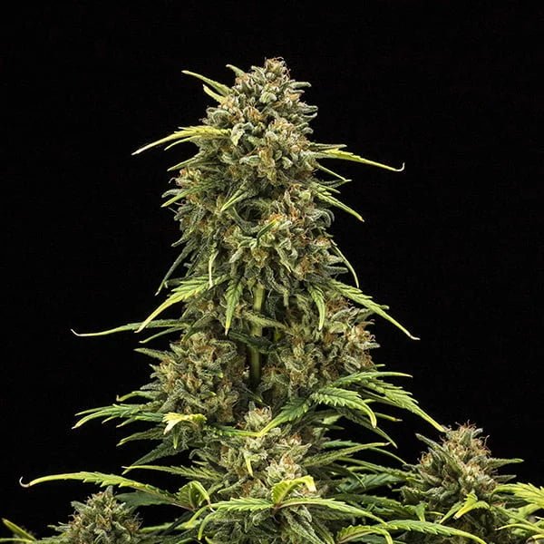 Sweet Skunk Auto - Cannaseuse - Curated Genetics - Royal Queen Seeds