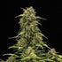 Sweet Skunk Auto - Cannaseuse - Curated Genetics - Royal Queen Seeds