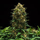 Sweet Skunk Auto - Cannaseuse - Curated Genetics - Royal Queen Seeds