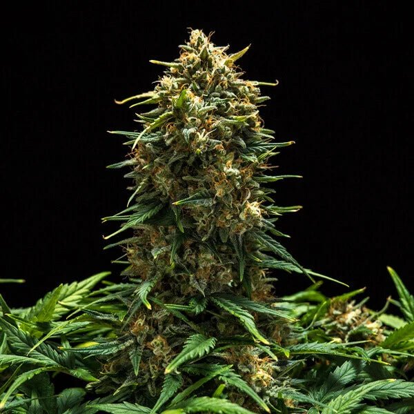 Sweet Skunk Auto - Cannaseuse - Curated Genetics - Royal Queen Seeds