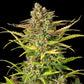 Sweet ZZ Auto - Cannaseuse - Curated Genetics - Royal Queen Seeds