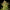 Sweet ZZ Auto - Cannaseuse - Curated Genetics - Royal Queen Seeds
