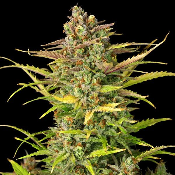 Sweet ZZ Auto - Cannaseuse - Curated Genetics - Royal Queen Seeds