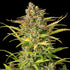 Sweet ZZ Auto - Cannaseuse - Curated Genetics - Royal Queen Seeds