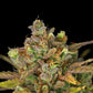 Sweet ZZ Auto - Cannaseuse - Curated Genetics - Royal Queen Seeds