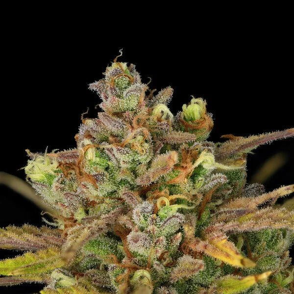 Sweet ZZ Auto - Cannaseuse - Curated Genetics - Royal Queen Seeds