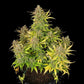 Sweet ZZ Auto - Cannaseuse - Curated Genetics - Royal Queen Seeds