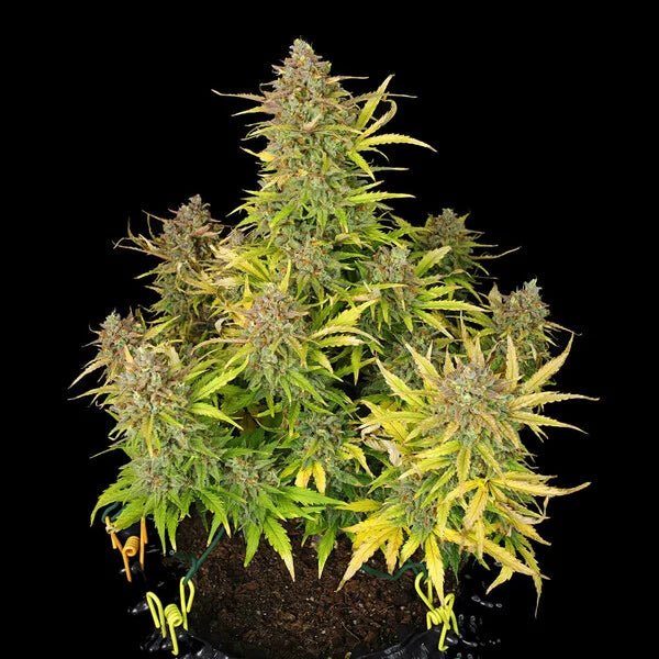Sweet ZZ Auto - Cannaseuse - Curated Genetics - Royal Queen Seeds