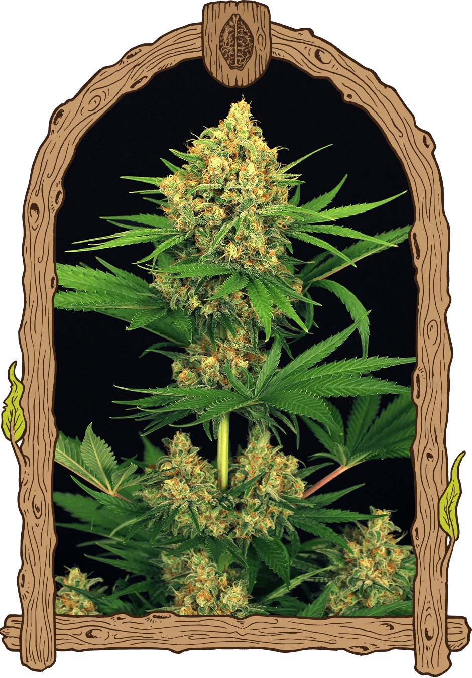 Exotic Seed-Tangerine Kush
