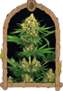 Exotic Seed-Tangerine Kush