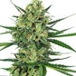 Sensi Seeds-Tangerine Sugar