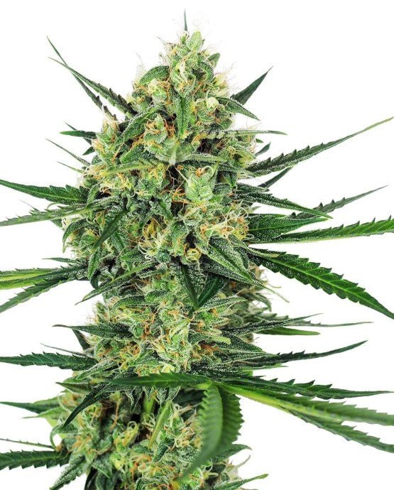 Sensi Seeds-Tangerine Sugar