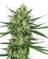Sensi Seeds-Tangerine Sugar