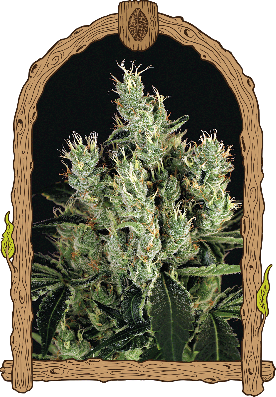 Tangerine Band - Cannaseuse - Curated Genetics - Exotic Seed