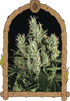 Tangerine Band - Cannaseuse - Curated Genetics - Exotic Seed