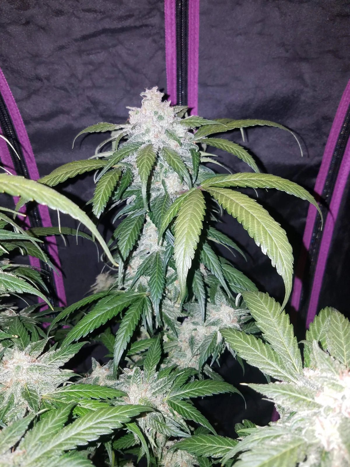 Tangie Auto - Cannaseuse - Curated Genetics - 42 Fast Buds