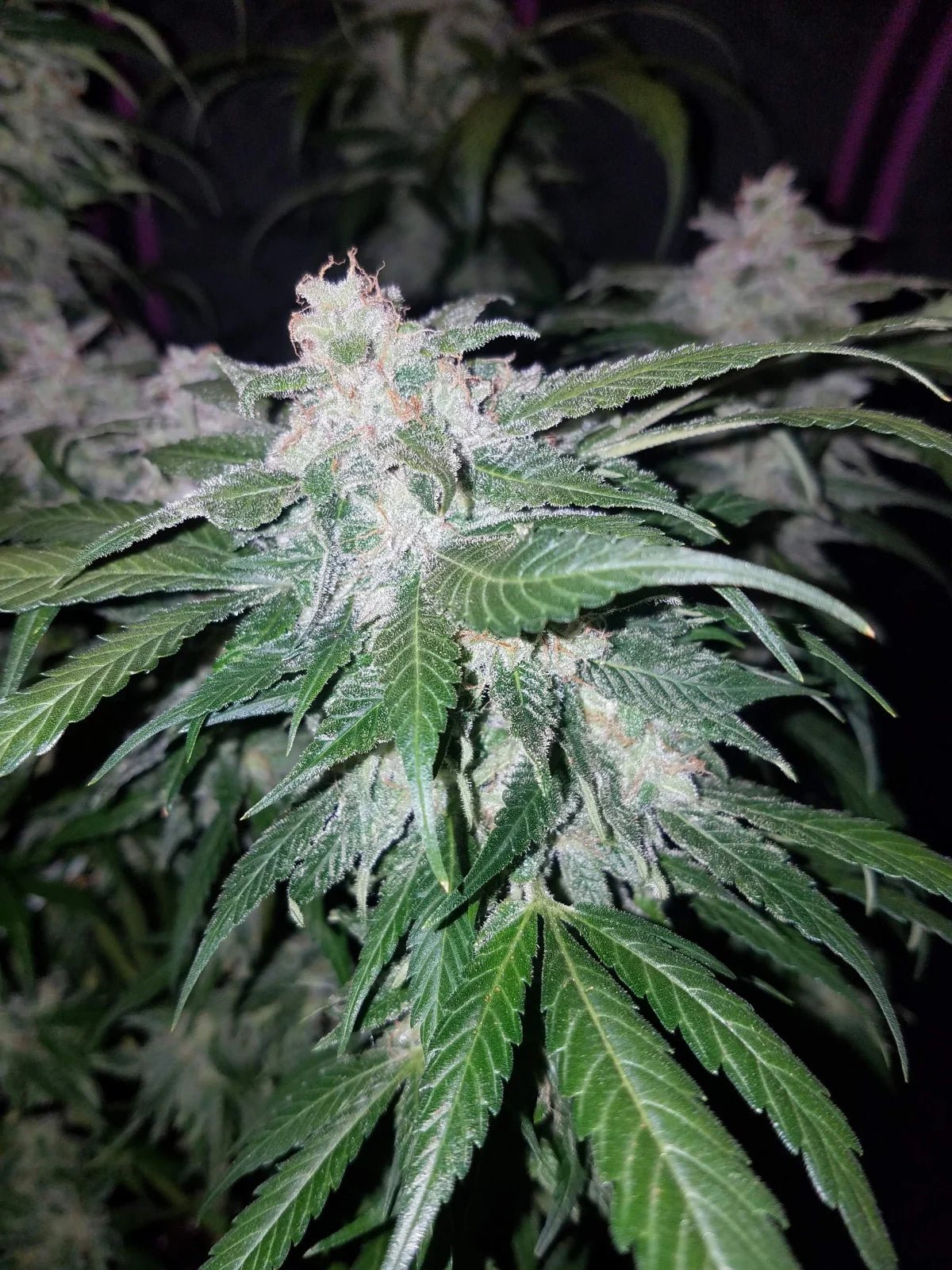 Tangie Auto - Cannaseuse - Curated Genetics - 42 Fast Buds