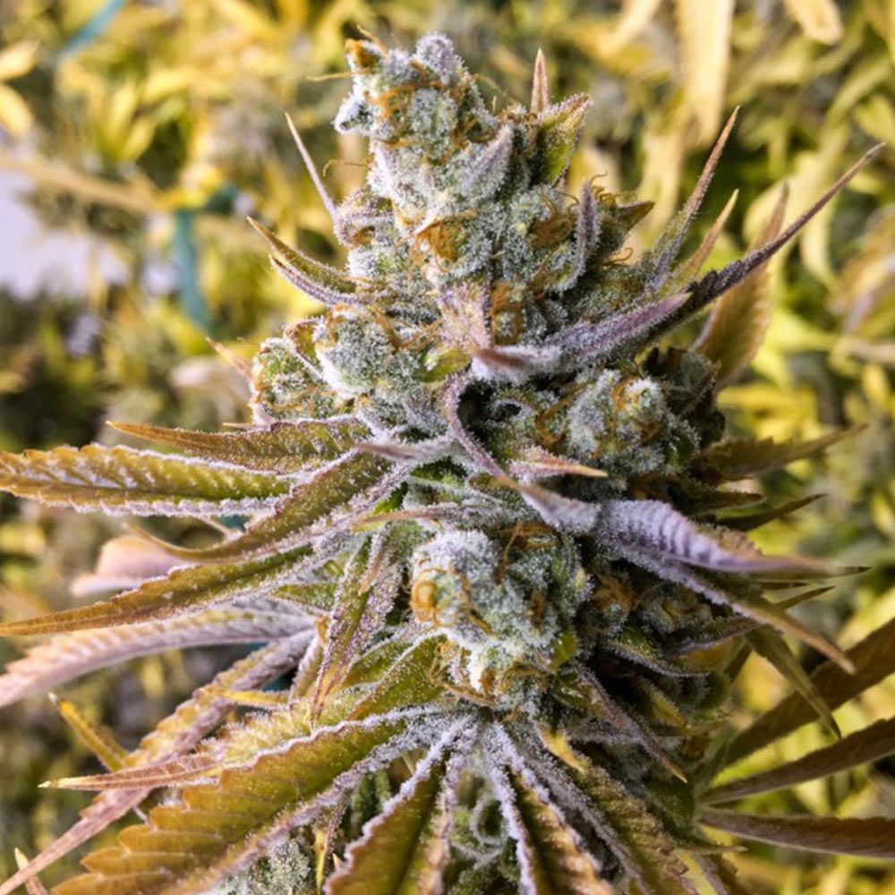 Little Chief Collabs-Tangie Ghost Train
