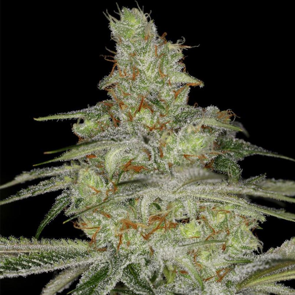 Little Chief Collabs-Tangie Ghost Train