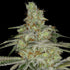 Little Chief Collabs-Tangie Ghost Train