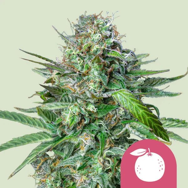 Tangie - Cannaseuse - Curated Genetics - Royal Queen Seeds