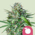 Tangie - Cannaseuse - Curated Genetics - Royal Queen Seeds