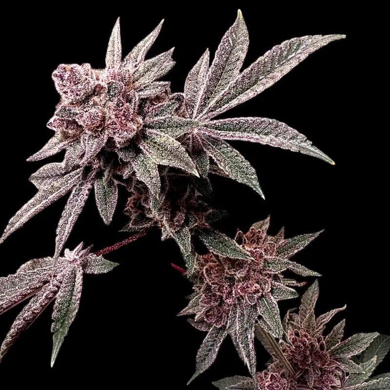 Terpyz Mutant Genetics-Gary Gas