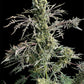 Terpyz Mutant Genetics-Mentha de Croco© Bx1 F2