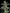 Terpyz Mutant Genetics-Mentha de Croco© Bx1 F2