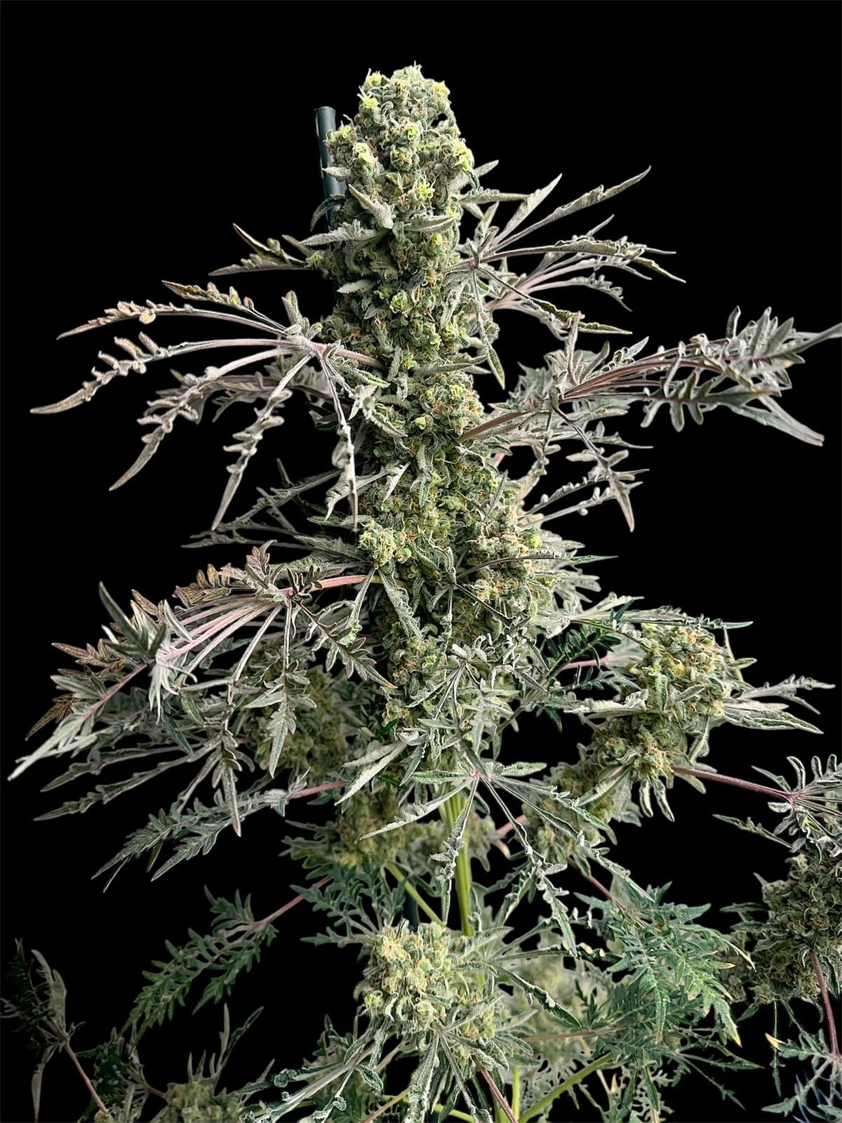 Terpyz Mutant Genetics-Mentha de Croco© Bx1 F2