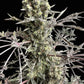 Terpyz Mutant Genetics-Mentha de Croco© Bx1 F2