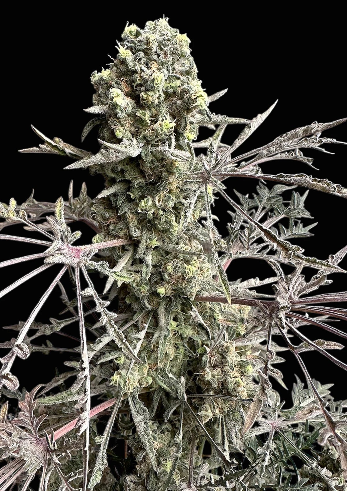 Terpyz Mutant Genetics-Mentha de Croco© Bx1 F2