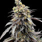 Terpyz Mutant Genetics-Mentha de Croco "Croco" Bx Reg